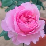 Rosa 'Memories' » Rose Plants