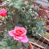Japanese Roses 'Miyabi' » Rose Plants