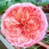 Japanese Rose 'Moulin de la Galette' » Flowering Plant