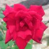 Rosa 'Oklahoma' » Rose Plants