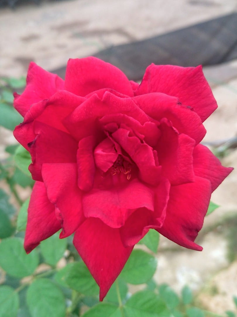 Rosa 'Oklahoma' » Rose Plants