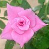 'Pink Simplicity' Rose » Rose Plants