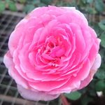 ‘Pretty Jessica’ Rose