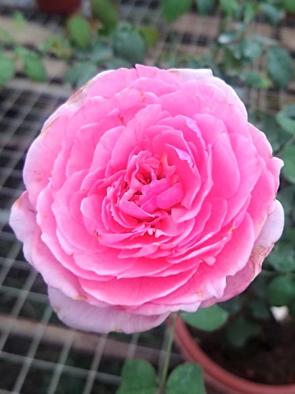 Rosa 'Pretty Jessica' » Rose Plants