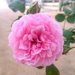 ‘Pretty Jessica’ Rose