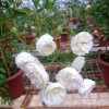 Rosa 'Prosperity' » Rose Plants