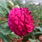 ‘Purple Lodge’ Rose