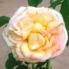 Rosa 'Queen Sirikit' » Rose Plants