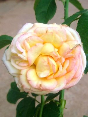 ‘Queen Sirikit’ Rose