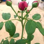 Rosa 'Red Eden' Buds » Rose Plants