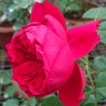 ‘Red Eden’ Rose