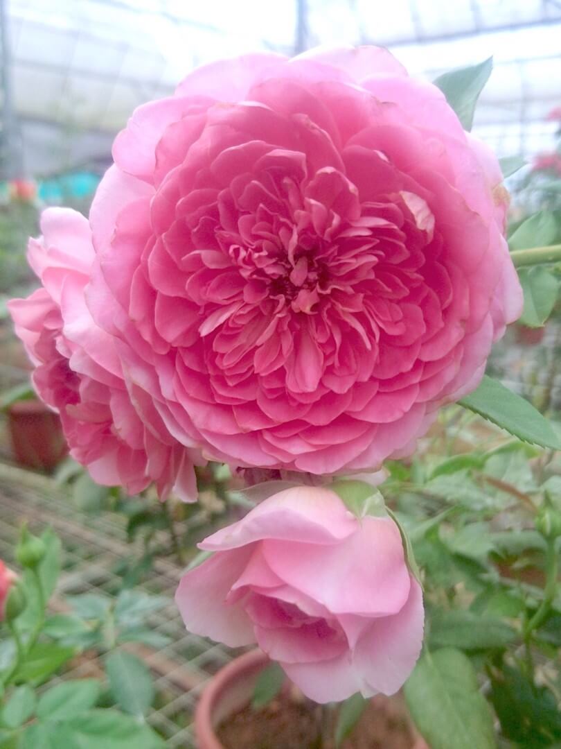 'Robe à la Française' Roses » Rose Plants Japanese Roses 'Robe à la Française' » Rose Plants