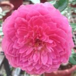 Japanese Rose 'Robe à la Française' » Rose Plants