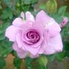 Japanese Rose 'Seiryu' » Rose Plants