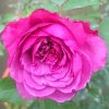 'Small Red Plum Juice' Rose 1 Japanese Rose 'Small Red Plum Juice' » Rose Plants