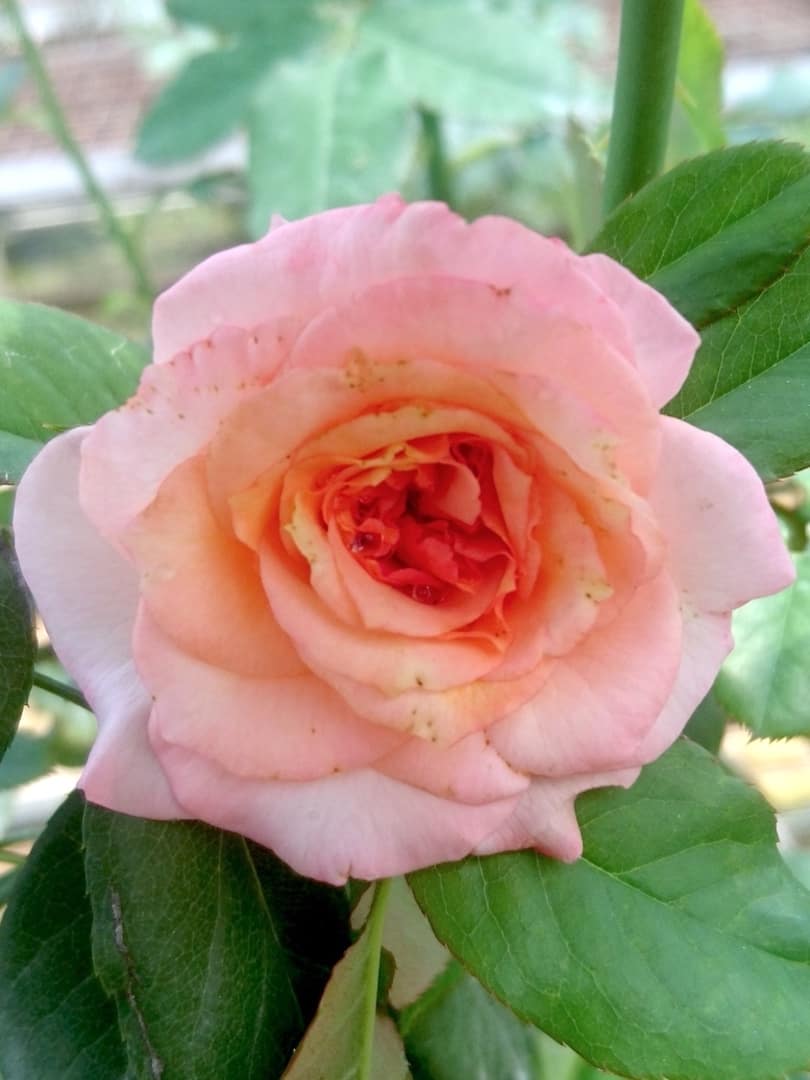 Rosa 'Summer of Love' » Rose Plants