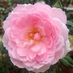Rosa 'The Ancient Mariner' » Rose Plants