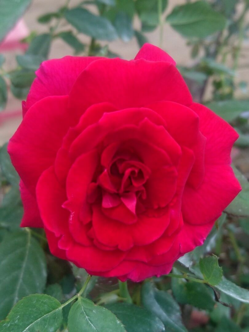 Rosa 'Valentine' » Rose Plants