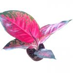 Aglaonema Red » Foliage