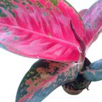 Aglaonema Red » Foliage