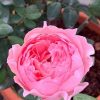 'Anne-Sophie Pic' Rose Plant