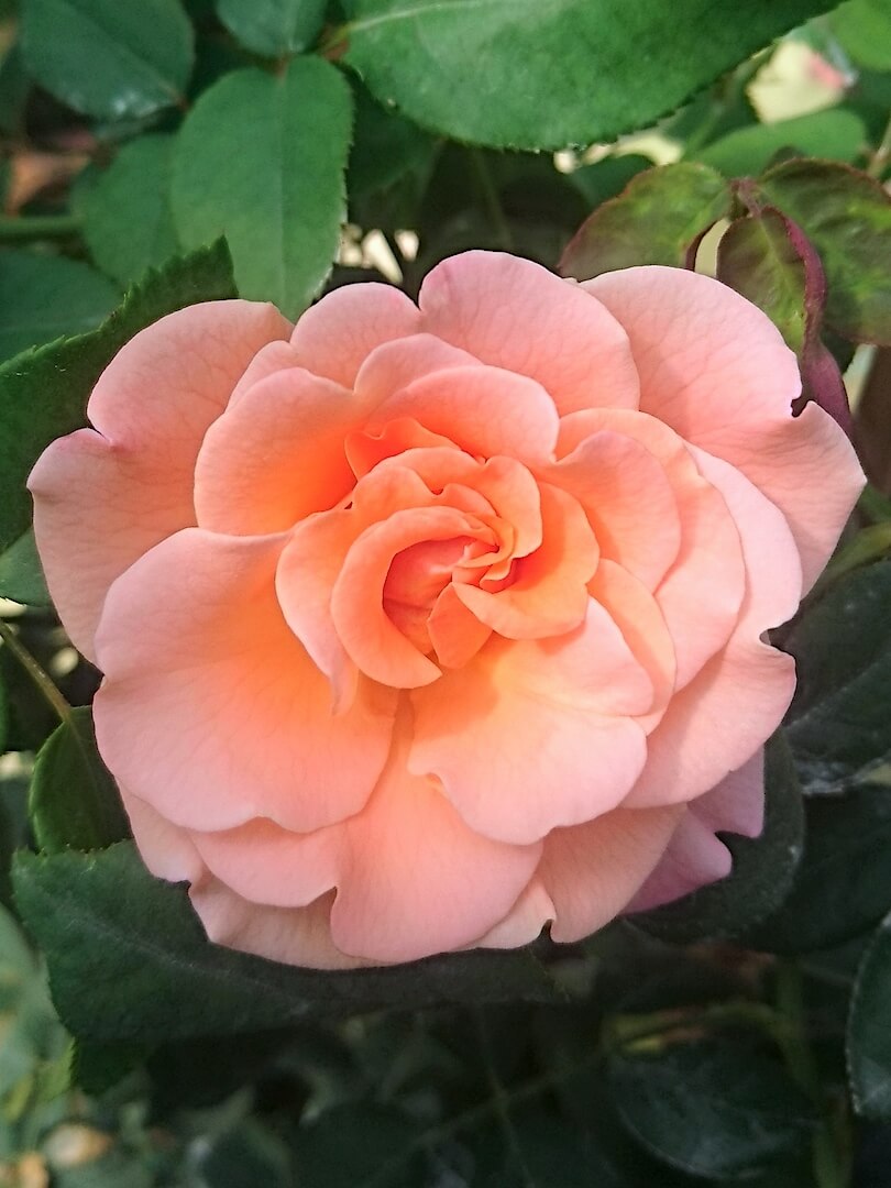 Rosa 'Augusta Luise' » Rose Plants