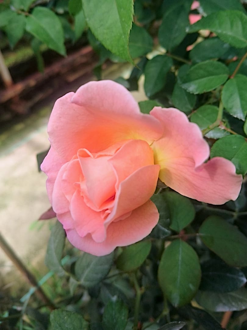 Rosa 'Augusta Luise' » Rose Plants