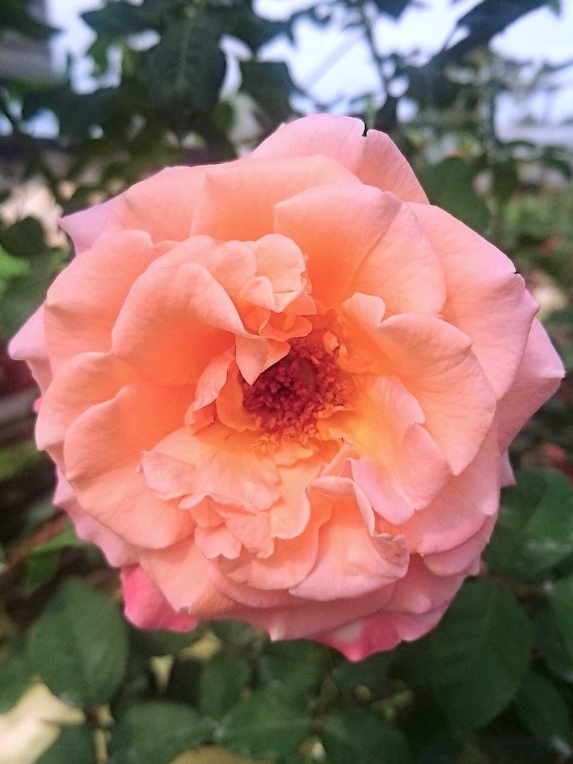 Rosa 'Augusta Luise' » Rose Plants