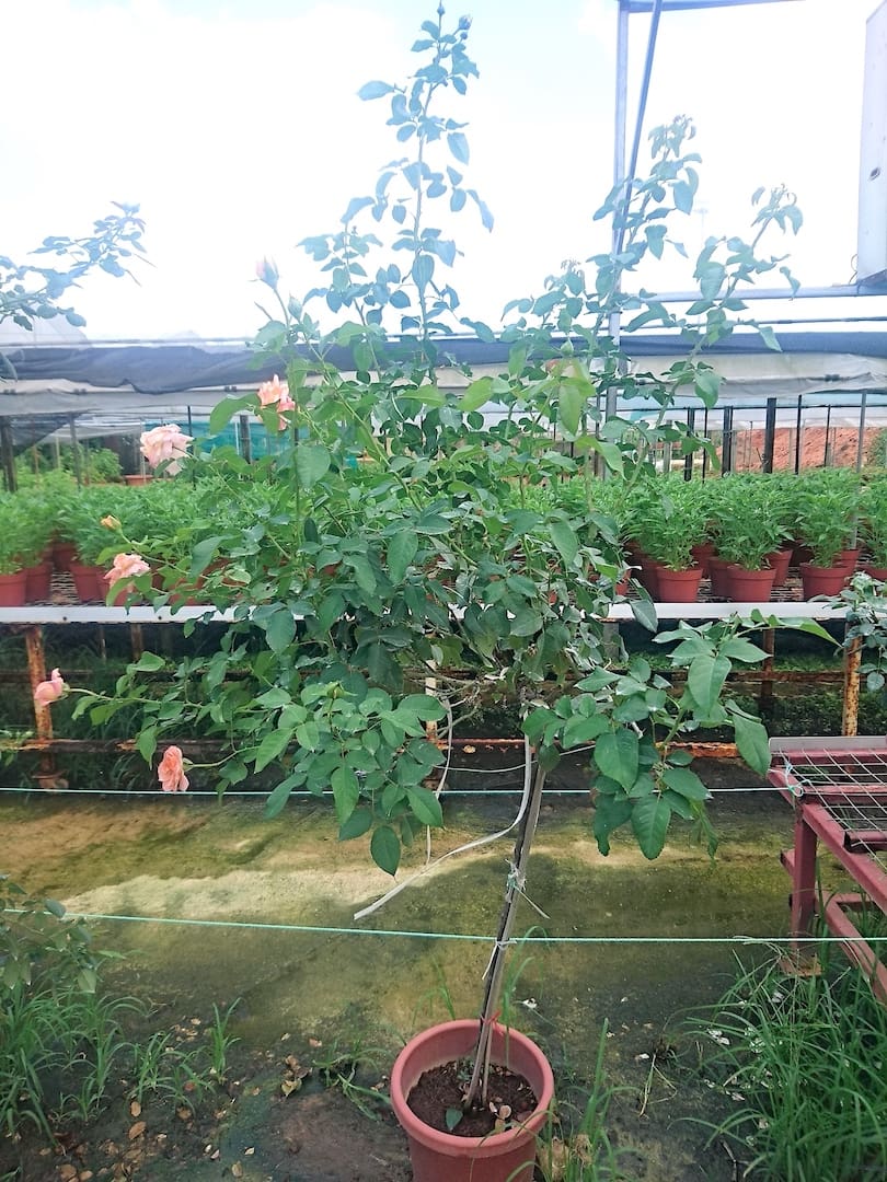 'Augusta Luise' Rose Tree 2 m high » Rose Plants