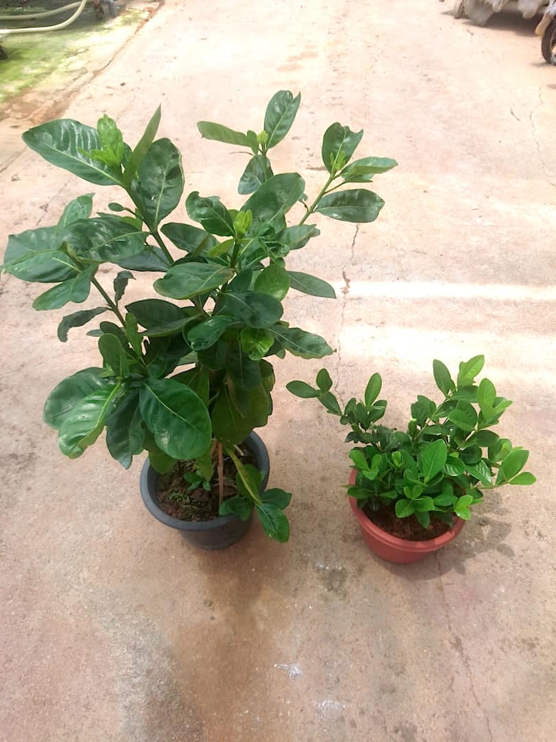 Gardenia 26 cm (d) and 23 cm (d) Plants » Flowering Plants Gardenia 26 cm (d) and 23 cm (d) Plants » Flowering Plants