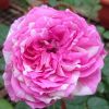 'Julie Andrieu' Rose » Rose Plants