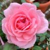 'Lady Heirloom' Rose » Rose Plants