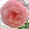 'Lady Heirloom' Rose » Rose Plants