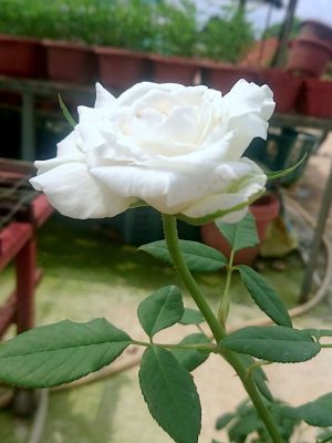 ‘Maria Shriver’ Rose