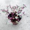 Pink Jade Plant » Foliage