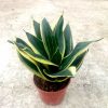 Sansevieria Trifasciata 'Black Gold' 1 Sansevieria Trifasciata 'Black Gold' » Foliage