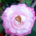 Japanese Rose 'Seraphim' » Rose Plants