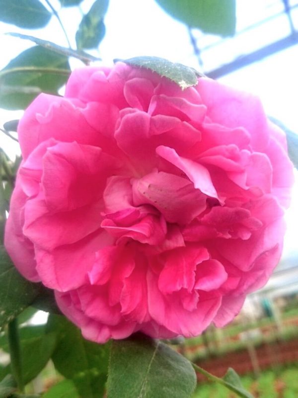 'Chulalongkorn' Rose » Rose Plants