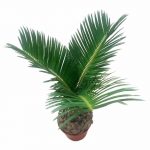 Cycas Palm 10 cm (D) » Foliage