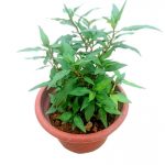 Laksa Leaves » Herbs 'n' Spices