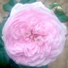 Japanese Rose 'Mon Coeur' » Rose Plants