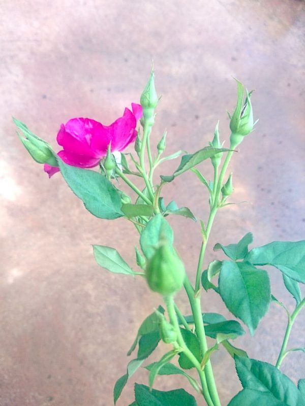 Rosa 'Night Owl' Buds » Rose Plants