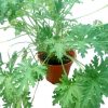 Pelargonium » Herbs 'n' Spices