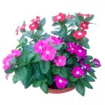 Periwinkle Vinca Tricolour » Flowering Plants