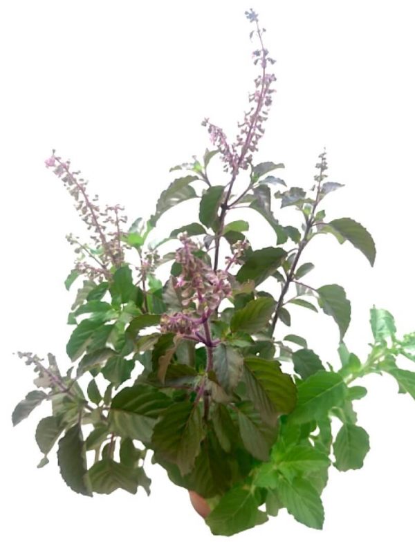 Purple Basil » Herbs 'n' Spices