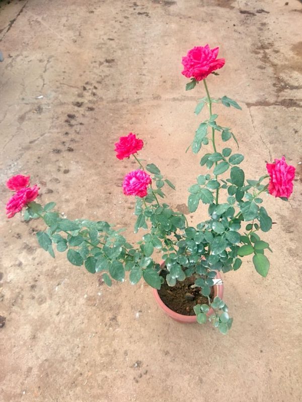 'Red Intuition' Rose Plant » Rose Plants