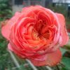 'Rene Goscinny' Rose » Rose Plants