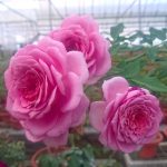 Japanese Roses 'Robe à la Française' » Rose Plants