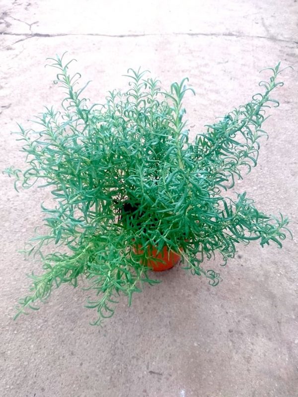 Rosemary Plant » Herbs 'n' Spices