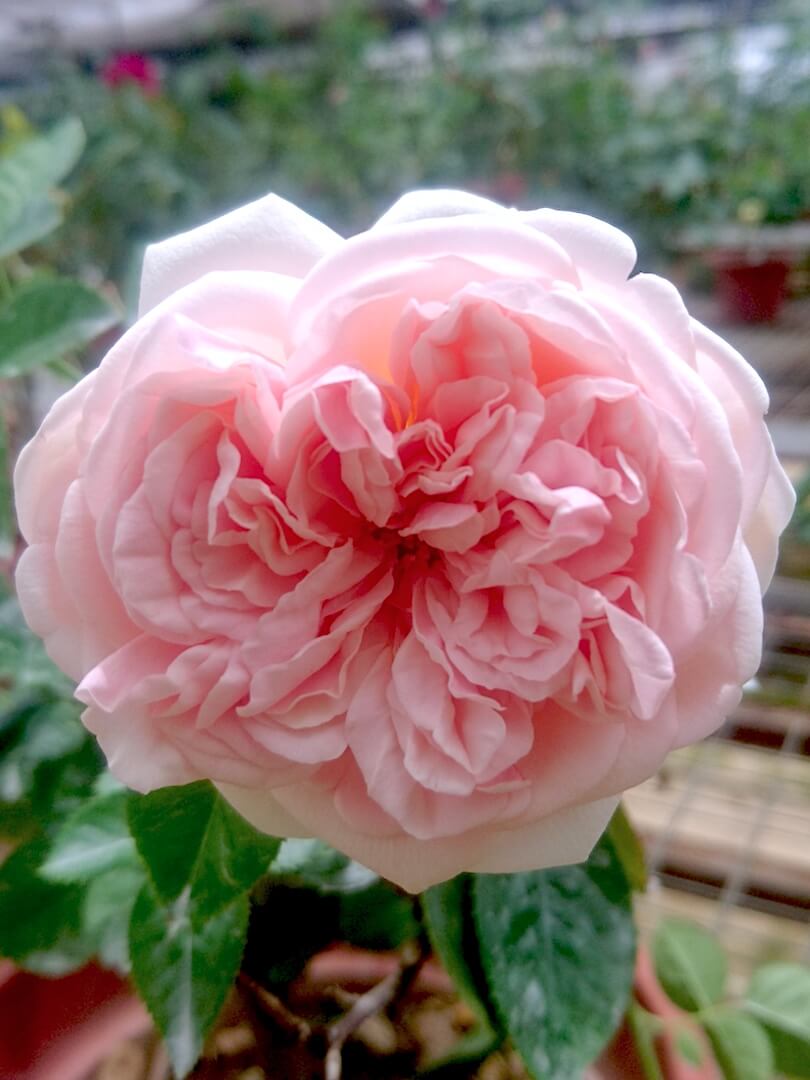 Rosa 'Aphrodite' » Rose Plants